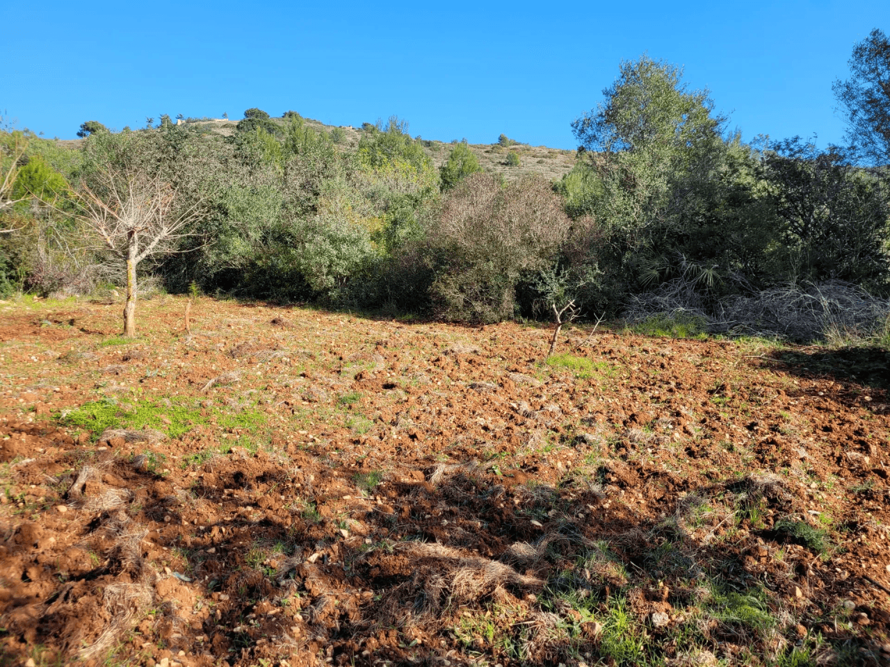 Zonnig perceel te koop in Denia