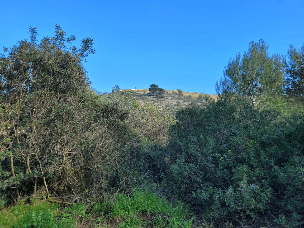 Se vende Parcela soleada en Denia